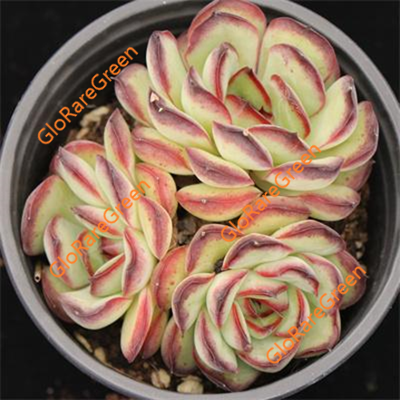 Soul shadow (7cm Plant Size cluster)