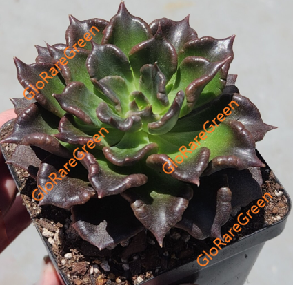 Echeveria Superbowl (8cm Plant Size 1 head)