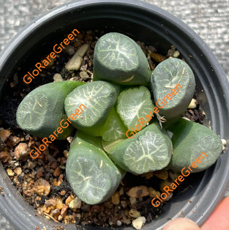 Haworthia Maughanii (6.5cm Plant Size) - Aug Group Buy