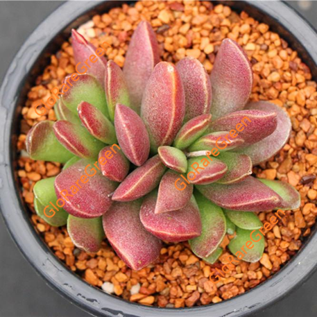 Adromischus sp Red Trans (2-3cm Plant Size 1 head)