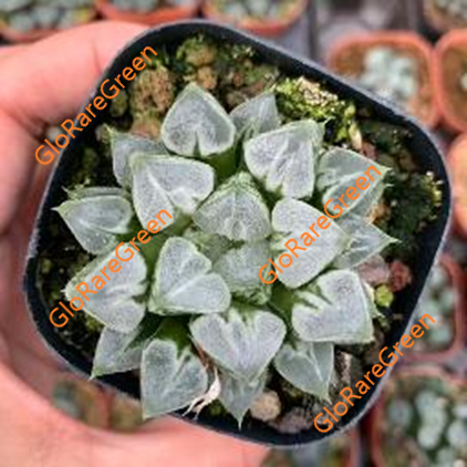 Haworthia Love Hearts (6.5cm Plant Size )