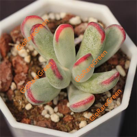 Cotyledon Orbiculata cv Long Leaf var (5cm plant size 1 head)