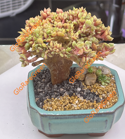 Echeveria Da Hong Pao crested (12cm Plant Size cristata)
