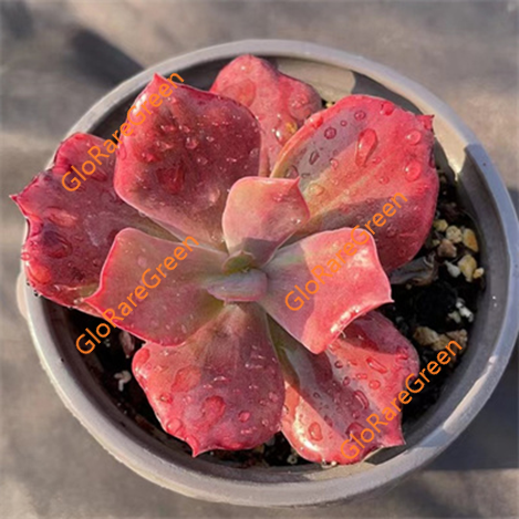 Diamond variegated (5-6cm Plant Size 1 head)