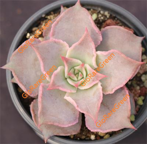Echeveria Dumplings (10cm Plant Size 1 head)