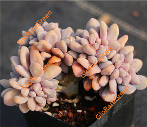 Graptophytum Supreme Crested (6cm Plant Size cristata)