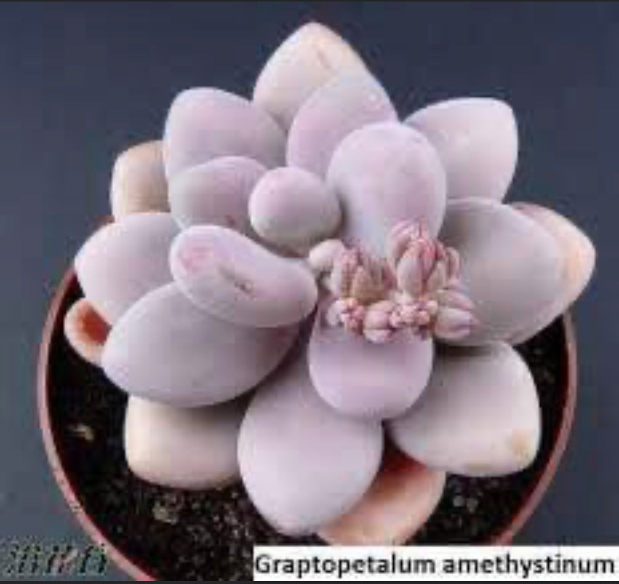 Graptopetalum Amethystinum Lavender Pebble (3-5cm Plant size 1 Head)