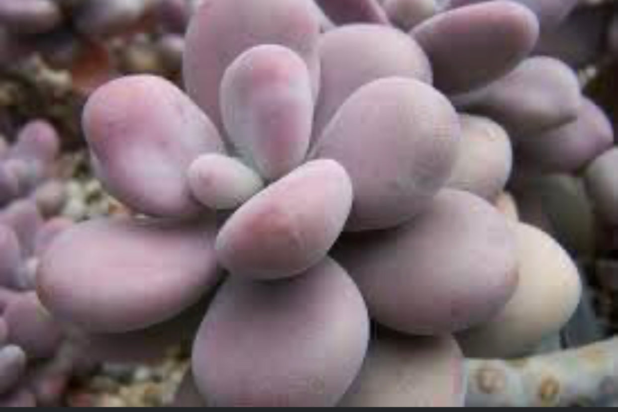 Graptopetalum Amethystinum Lavender Pebble (3-5cm Plant size 1 Head)