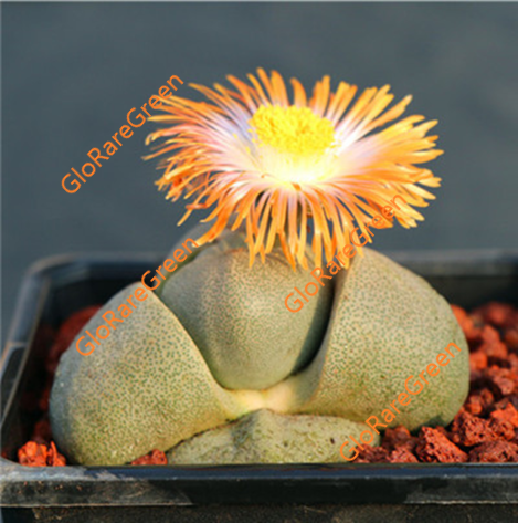 Pleiopsilos Nelii Split Rock Large (6cm Pot Size 1 head rooted)