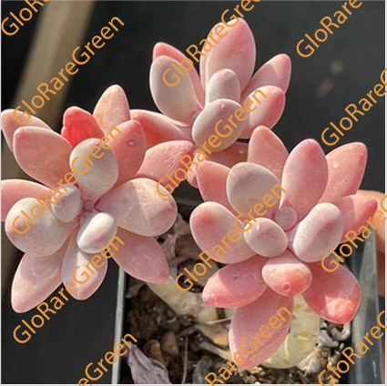 Red apple (7cm Plant Size cluster)