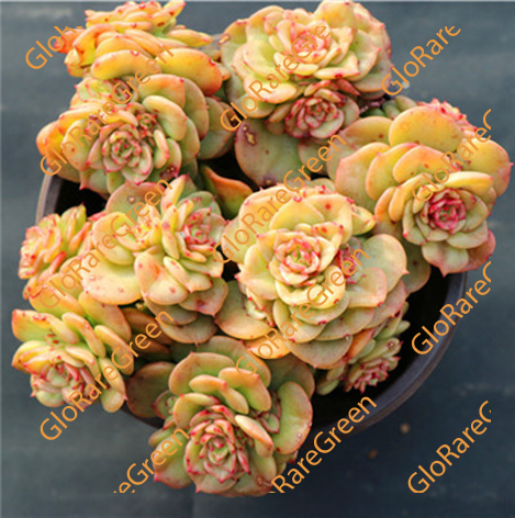 Echeveria Rolly yellow color (13cm plant size cluster)