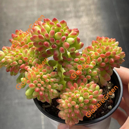 Sedum corynephyllum cristata (9cm Plant Size cristata)