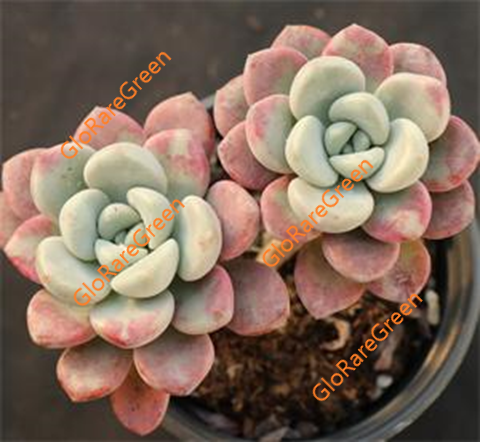 Echeveria White deer (6cm Plant Size 2 head)