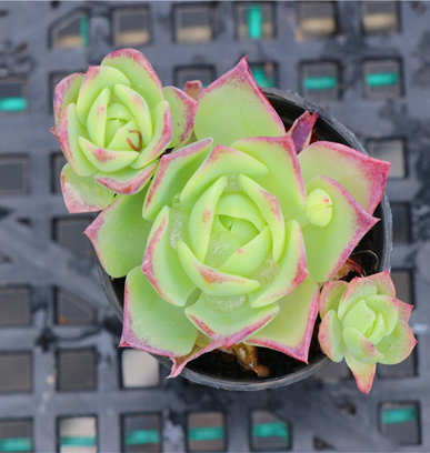 xGraptoveria Jadeita (5.5cm Plant Size 1 head)