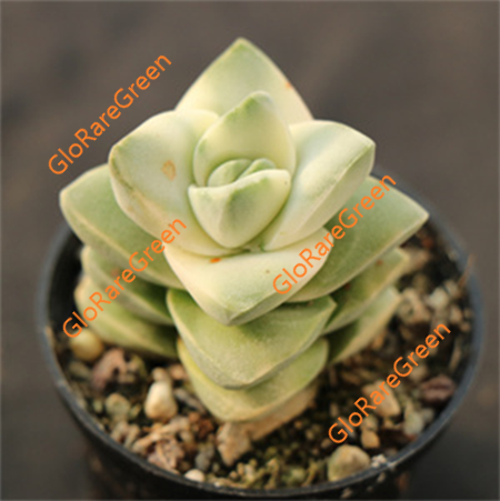 Crassula moonglow variegated (4cm Plant Size 1 head)