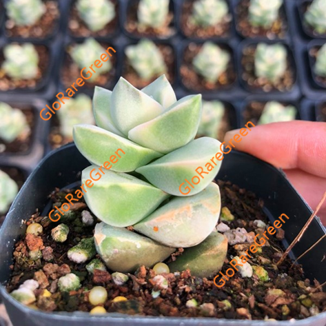 Crassula moonglow variegated (4cm Plant Size 1 head)