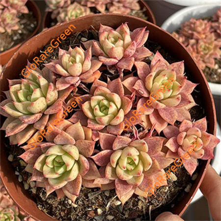 Echeveria Bella (13cm Plant Size )