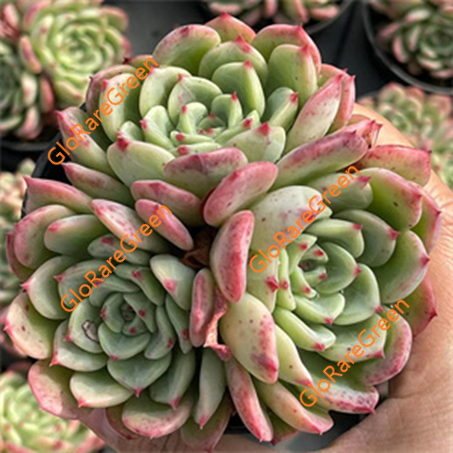 Echeveria Salmon cluster (7cm Plant Size)