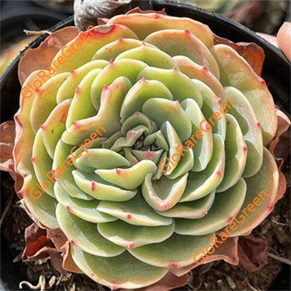 Esmeranda (7cm Plant Size 1 head)