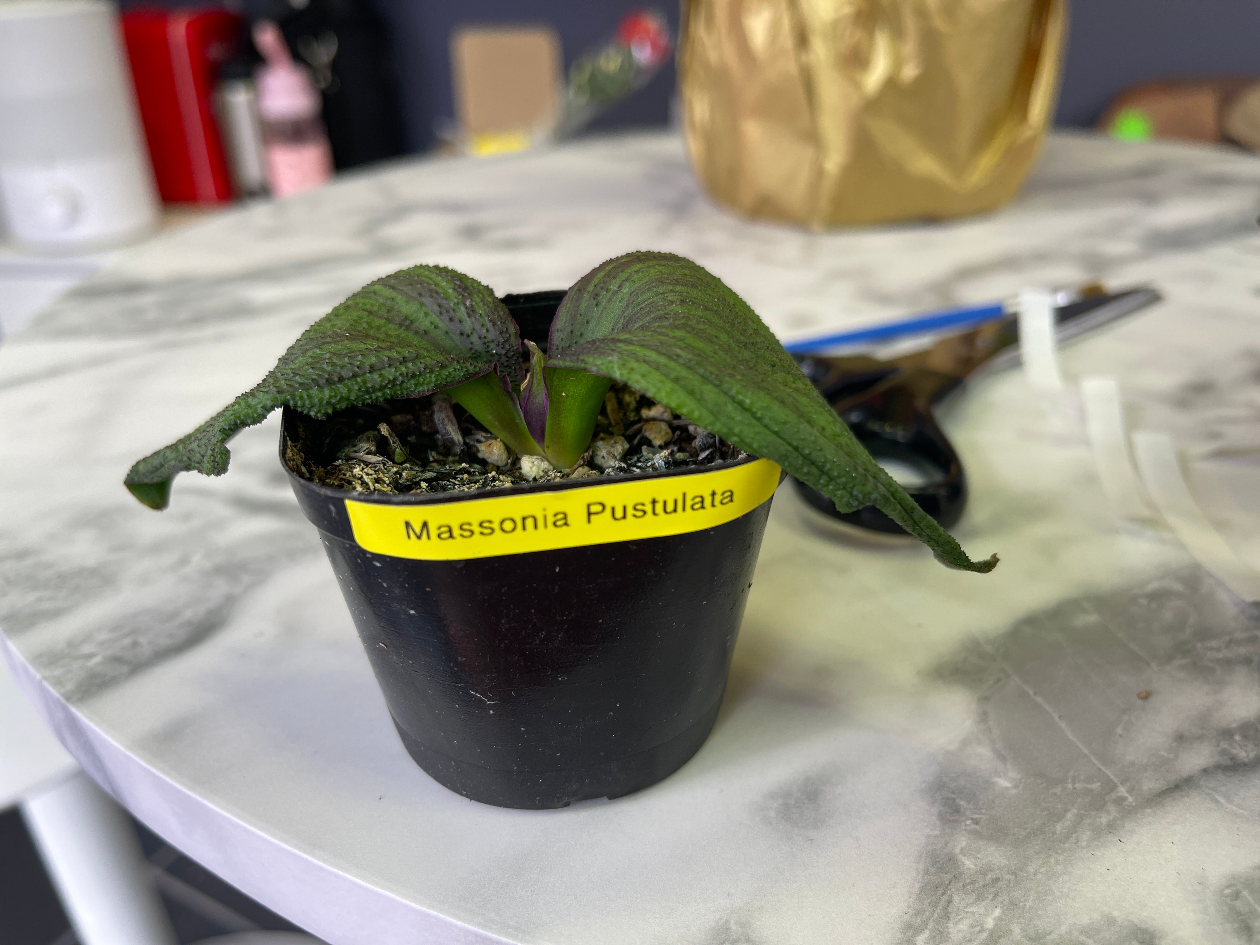 Massonia Pustulata (10cm plant size rooted)