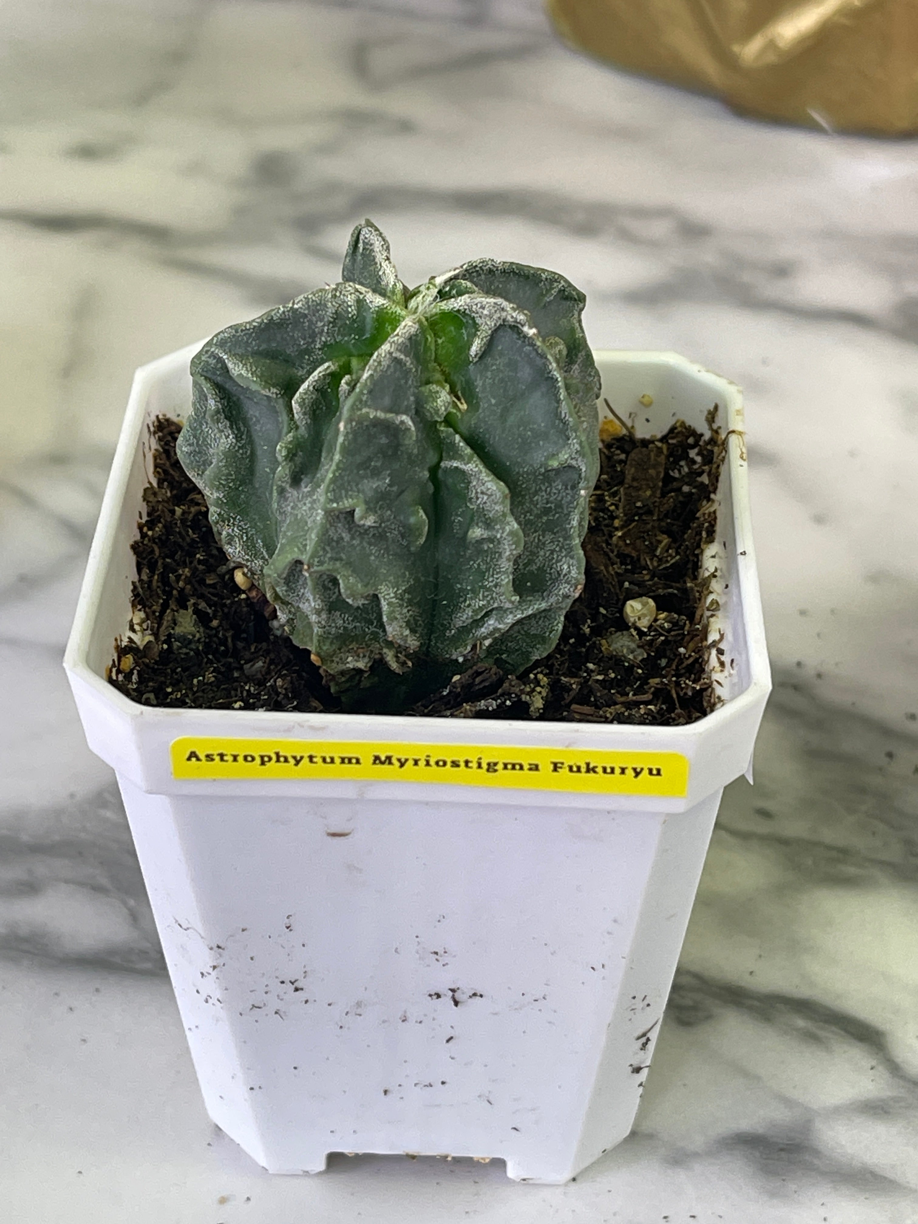 Astrophytum Myriostigma Fukuryu (2.5-5cm plant size rooted)