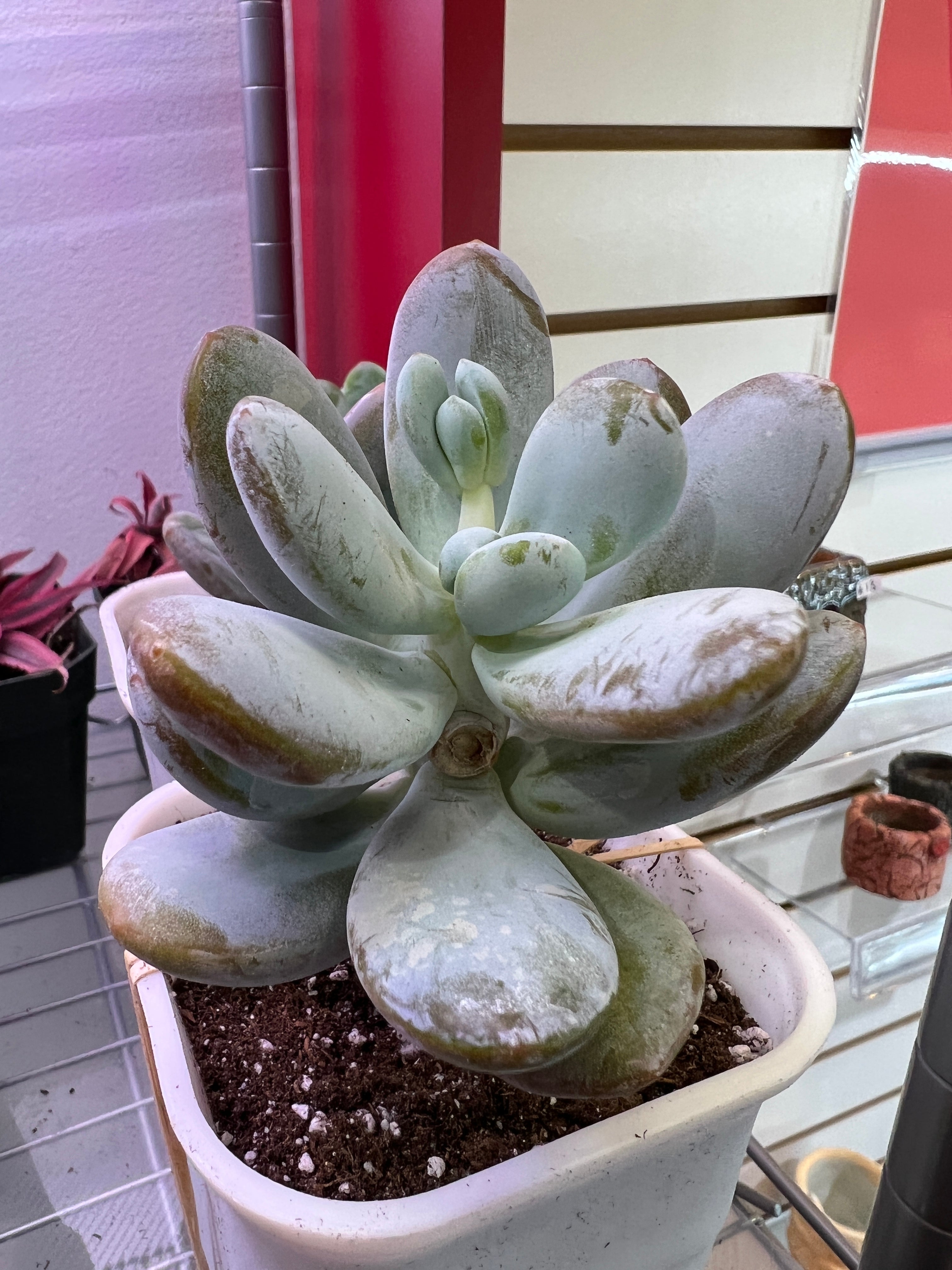 Pachyphy Amazoness (10cm plant size 1 head)