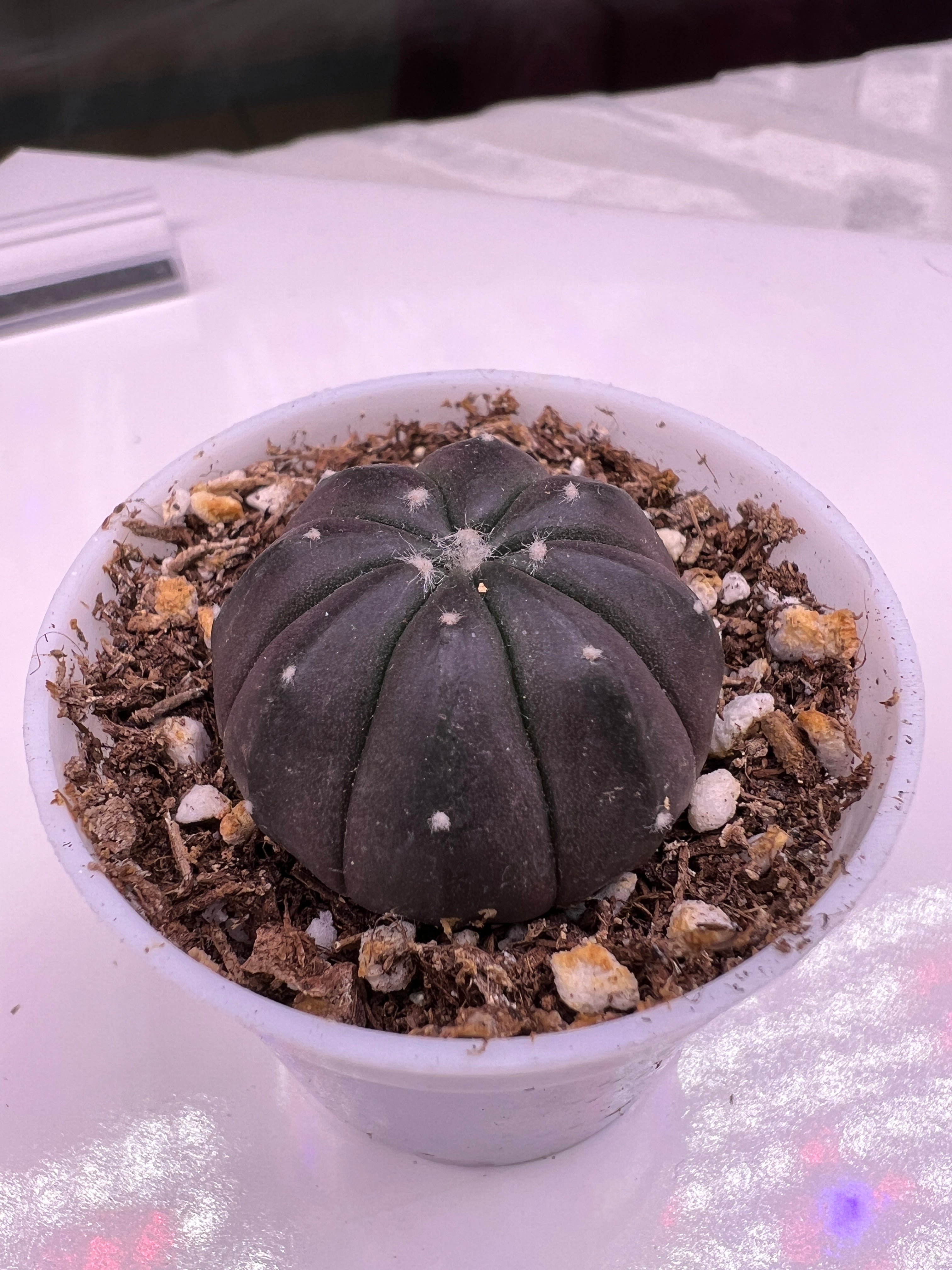 Astrophytum Asterias cv. Purple (3cm Plant Size 1 head rooted)