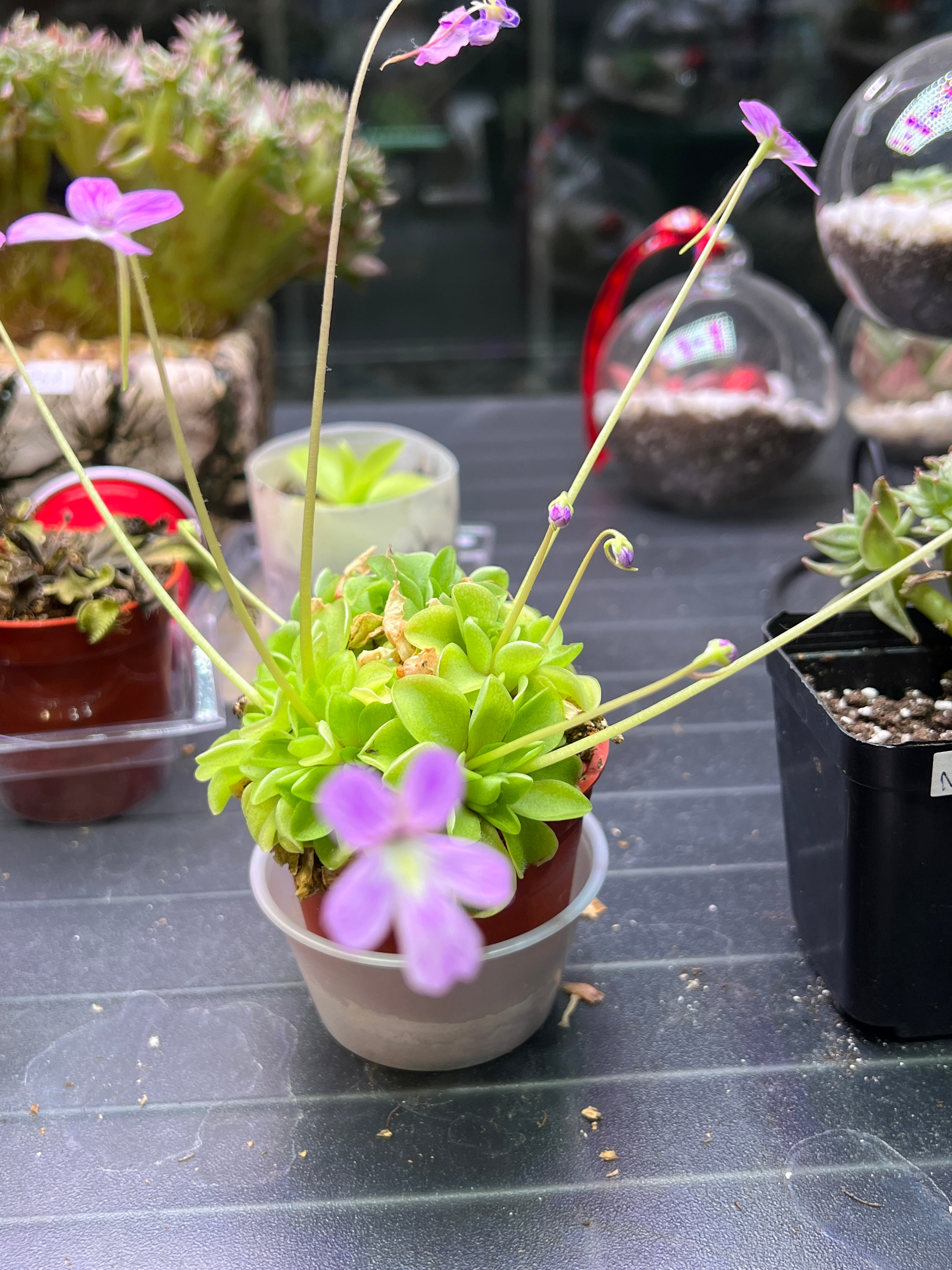 Butterworts Pinguicula (8cm 1 -2 head)