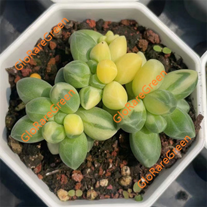 Pachypodium compactum var (4-5cm Plant Size cluster)