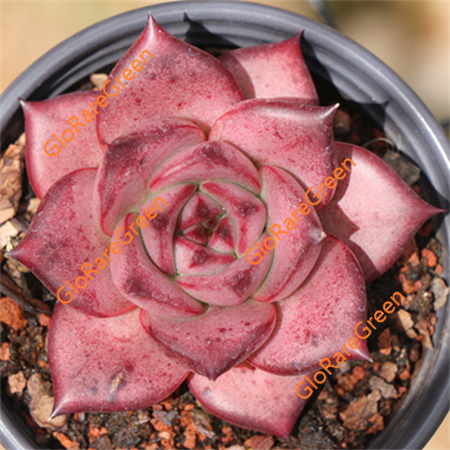 Blood robin (6cm Plant Size 1 head)