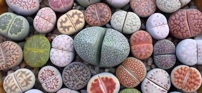Lithops (In-Stock)