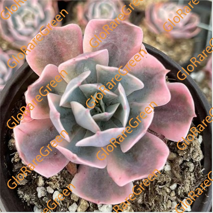 Meini variegated (6cm Plant Size 1 head)