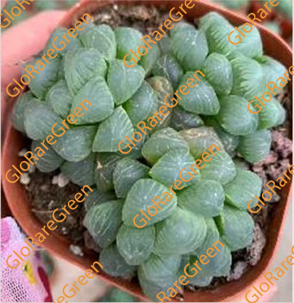 Haworthia 15300813474 (6.5cm Plant Size )