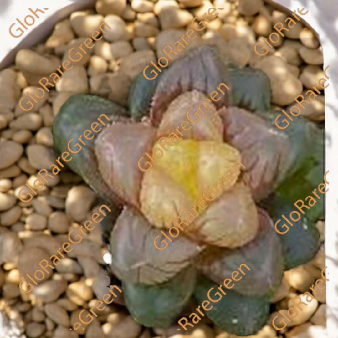 Haworthia 21258 Var (6.5cm Plant Size)