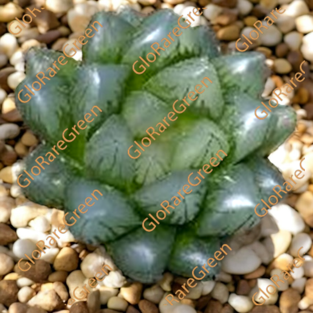 Haworthia 21259 (6.5cm Plant Size) - Spring Group Buy