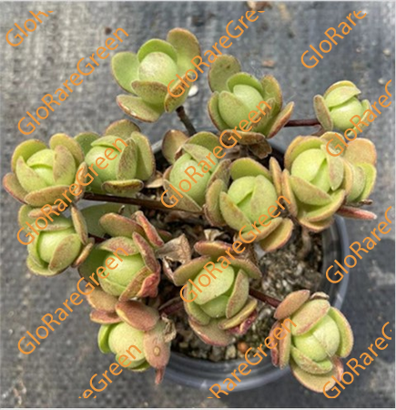 Greenovia Olive Ball (6-8cm Plant Size cluster)-Oct Group Buy