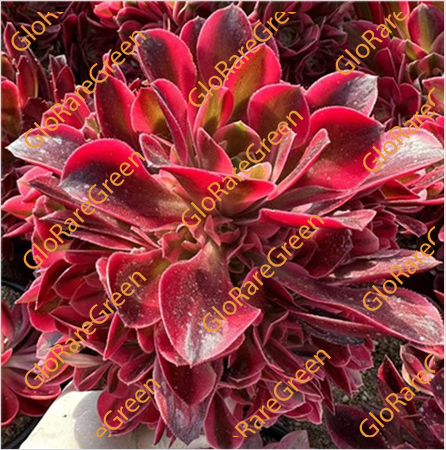 Aeonium Cyclops (25cm Plant Size cluster)-Oct Group Buy