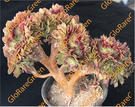 Aeonium Halloween 
cristata (15cm Plant Size cluster)-Oct Group Buy