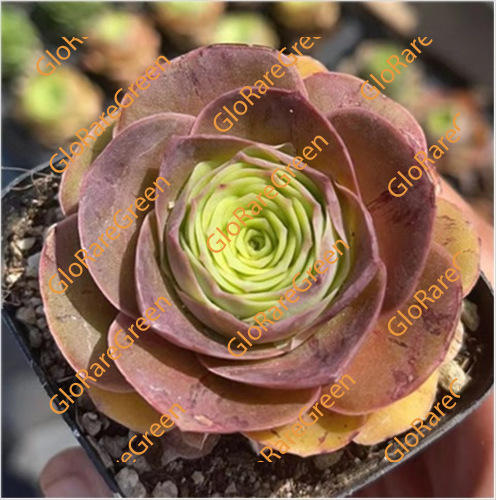 Greenovia Pandora (5cm Plant Size 1 head)-Oct Group Buy