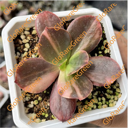 Madonna var (6-8cm Plant Size 1 head)-Oct Group Buy