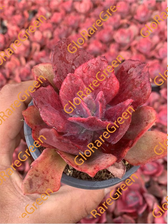 Echeveria Diaond var (8cm Plant Size 1 head)-Oct Group Buy