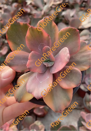 Colorful Phoenix var (9cm Plant Size 1 head)-Oct Group Buy