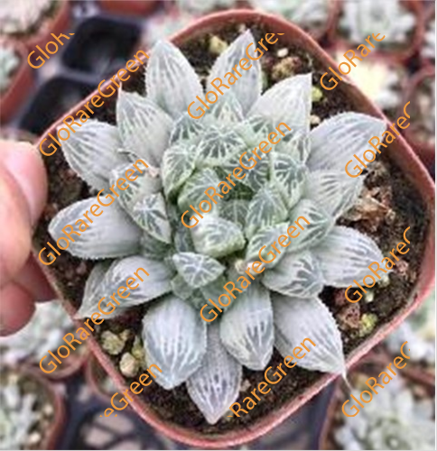 Haworthia White (6.5cm Plant Size )-Oct Group Buy