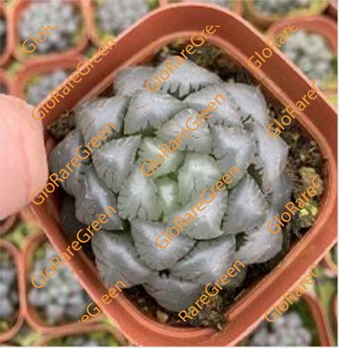 ob1 (6.5cm Plant Size )-Oct Group Buy