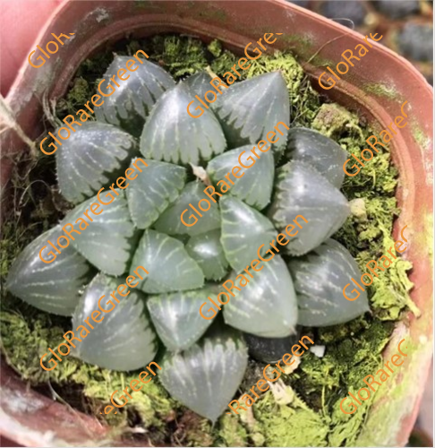 Haworthia Cooperi Frosted Window (6.5cm Plant Size )-Oct Group Buy