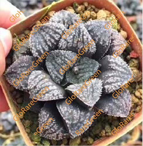 Haworthia Blue Diamond (6.5cm Plant Size )-Oct Group Buy