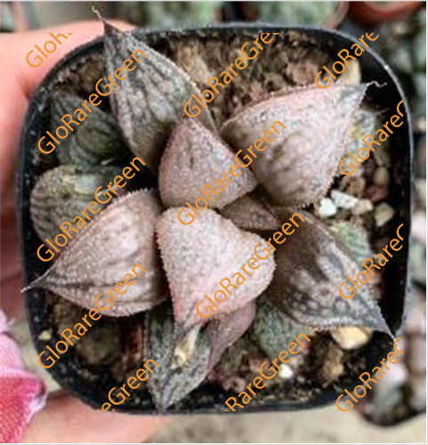 Haworthia Empress (6.5cm Plant Size )-Oct Group Buy