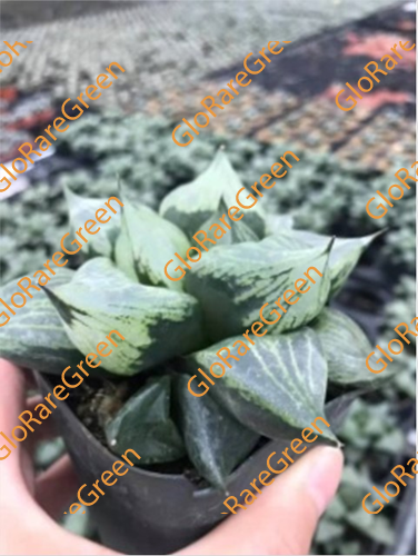 Haworthia Guran Banda (6.5cm Plant Size )-Oct Group Buy