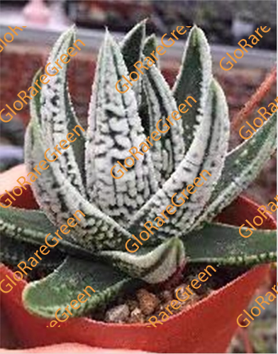 Haworthia Emperor (6.5cm Plant Size )-Oct Group Buy