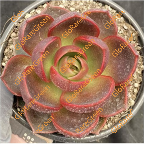 Echeveria Red L (7cm Plant Size 1 head)-Oct Group Buy